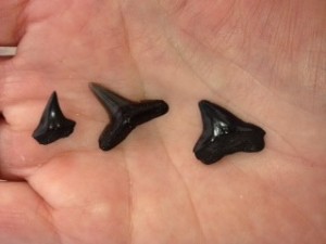 Shark teeth.JPG